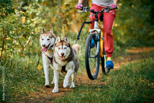 Photography Bikejoring sled dogs mushing race, fast Siberian Husky sled dogs pulling bike wi