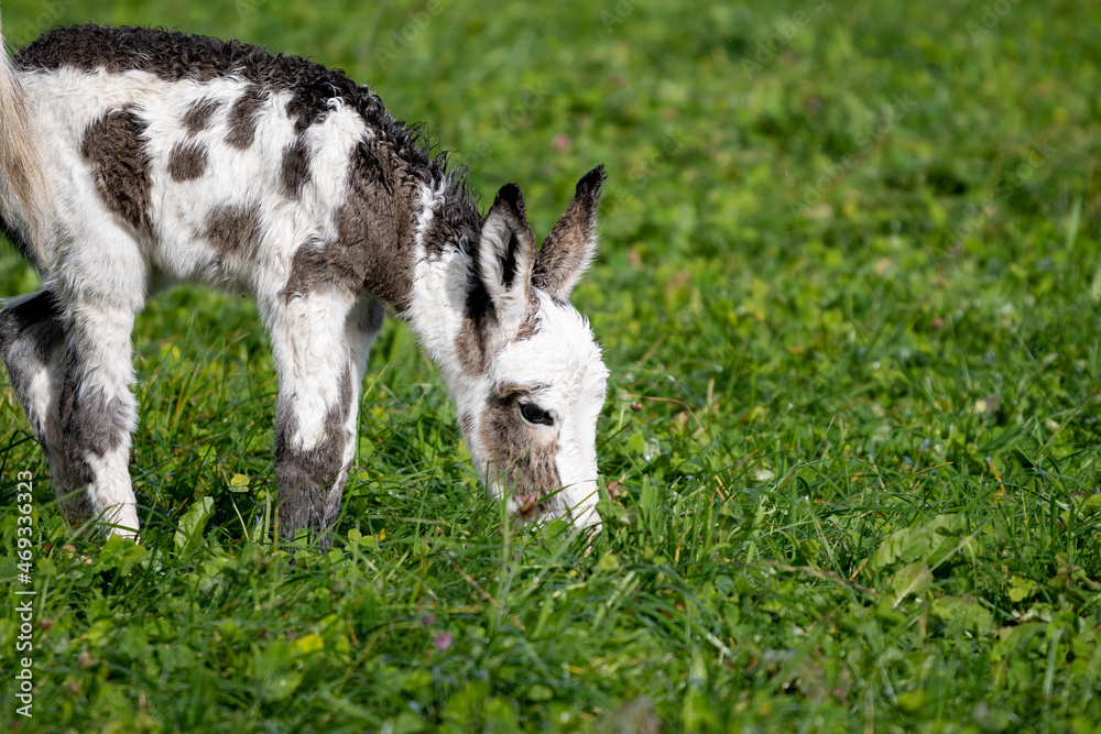 Obraz premium un âne broute