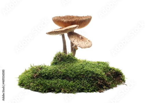 Green moss and mushrooms isolated on white background