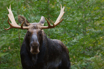 Moose - Alces alces, close up portrait of a male bull with antlers. Direct eye contact, trees in the background.