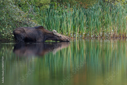 Moose - Alces alces, a female cow drinking water while standing in a marsh. Water reflections of the animal and the background bushes and reeds.