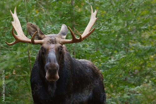 Moose - Alces alces, close up portrait of a male bull with antlers. Direct eye contact, trees in the background.
