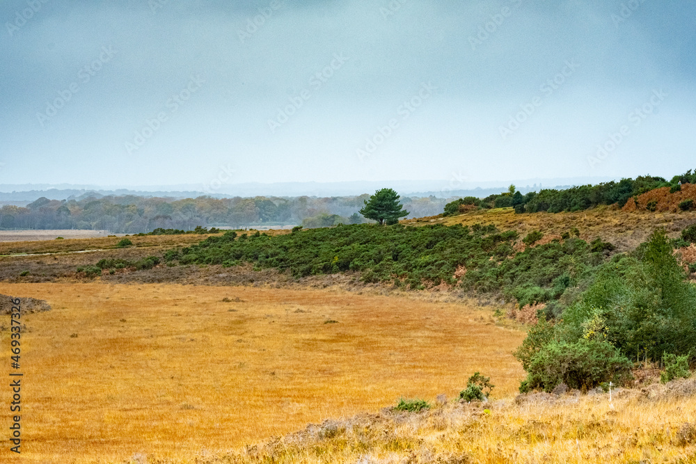 Obraz premium my backyard new forest landscape