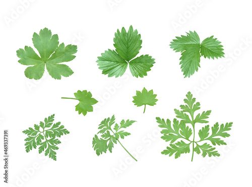 Set of wild green leaves and plants isolated on white background