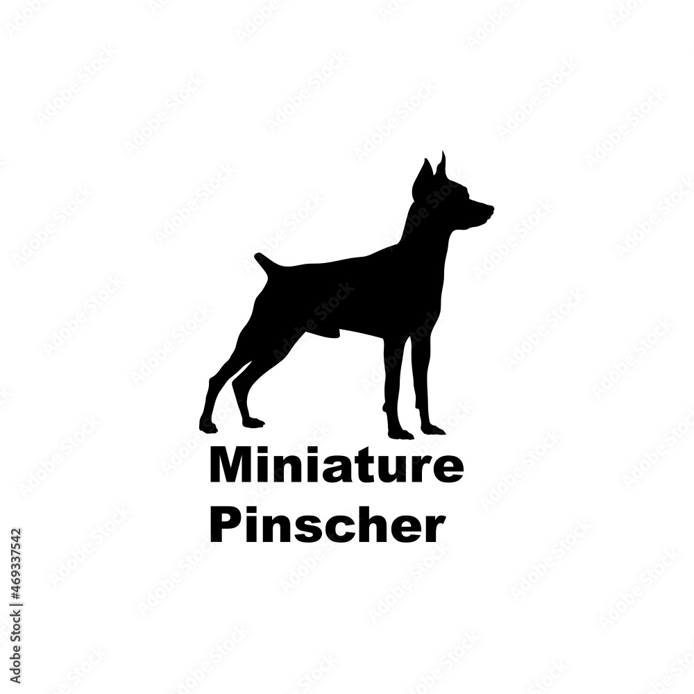 Miniature Pinscher Miniature Pinscher