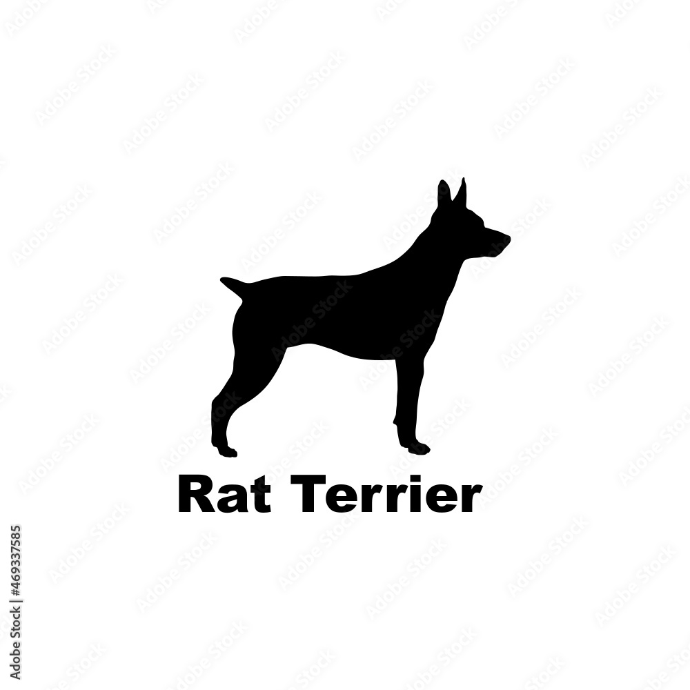 Rat Terrier Rat Terrier