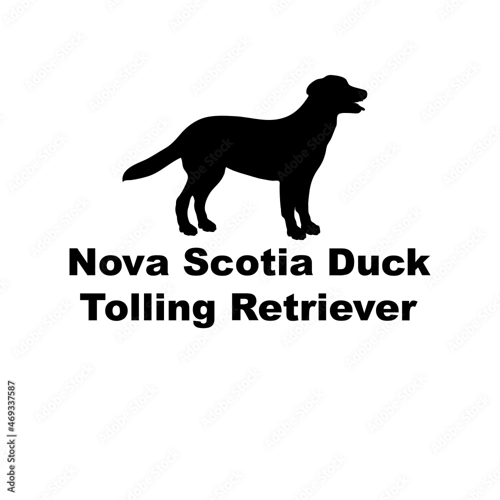 Nova Scotia Duck