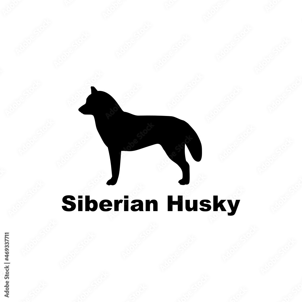 Siberian Husky.