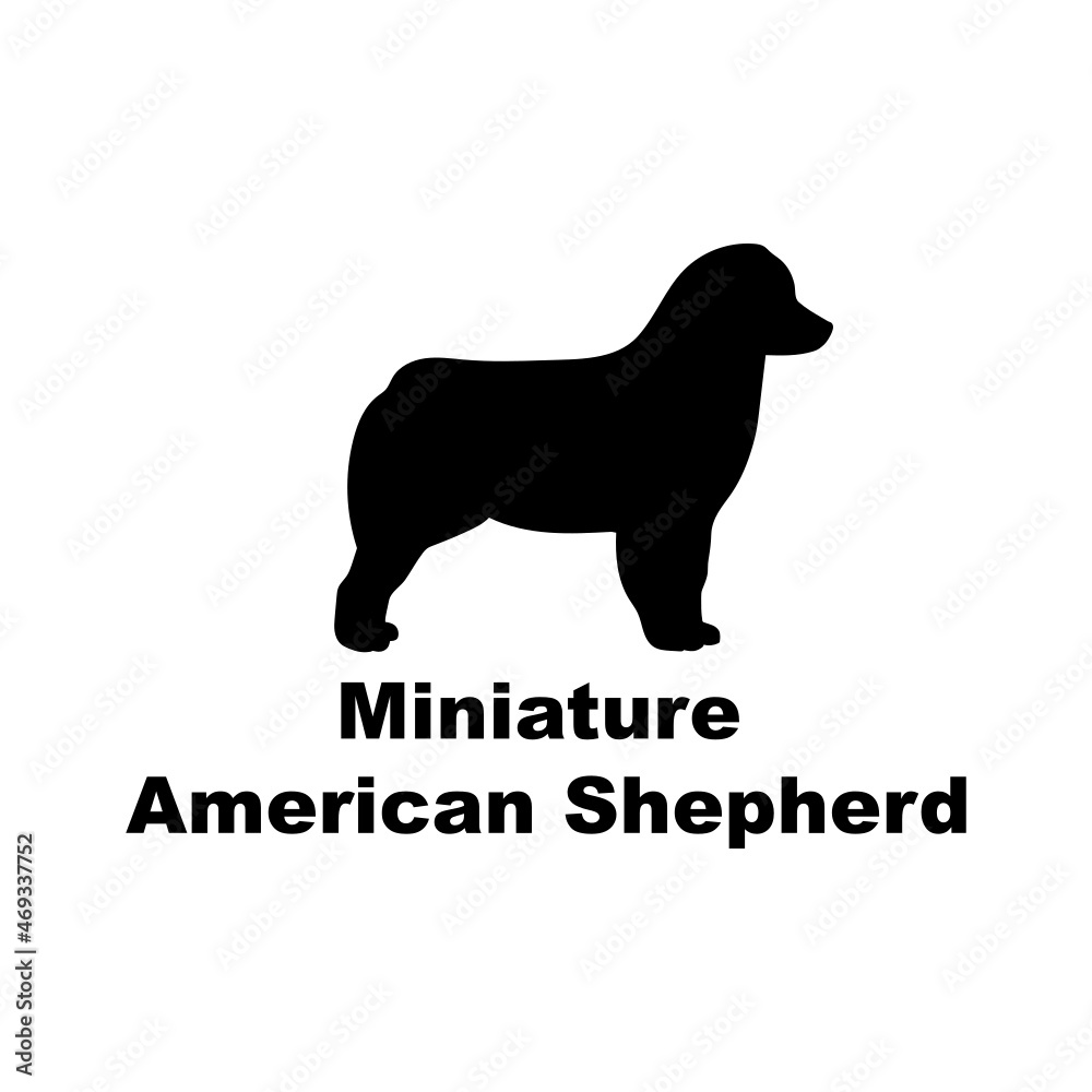 Miniature American Shepherd