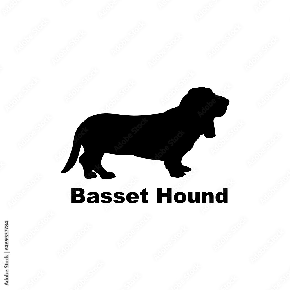 Basset hound.