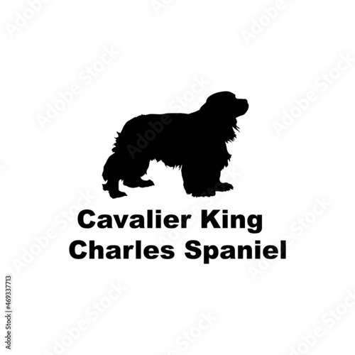  Cavalier King