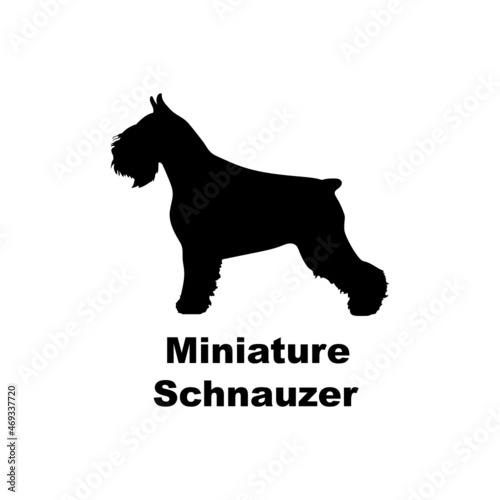 Miniature schmauser.