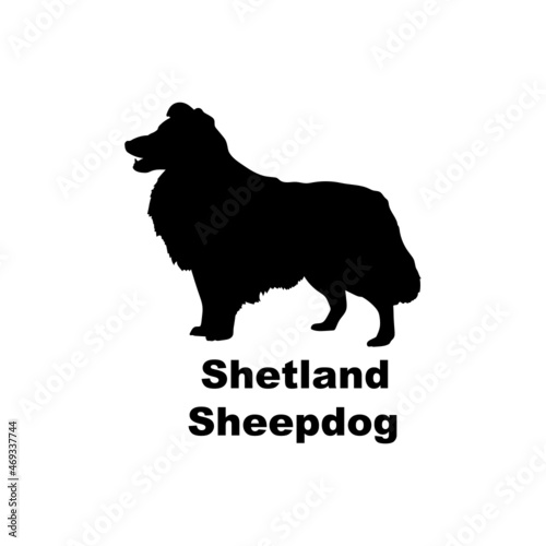 Shetland Sheepdog