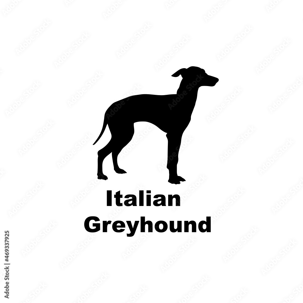  Italian Greyhound