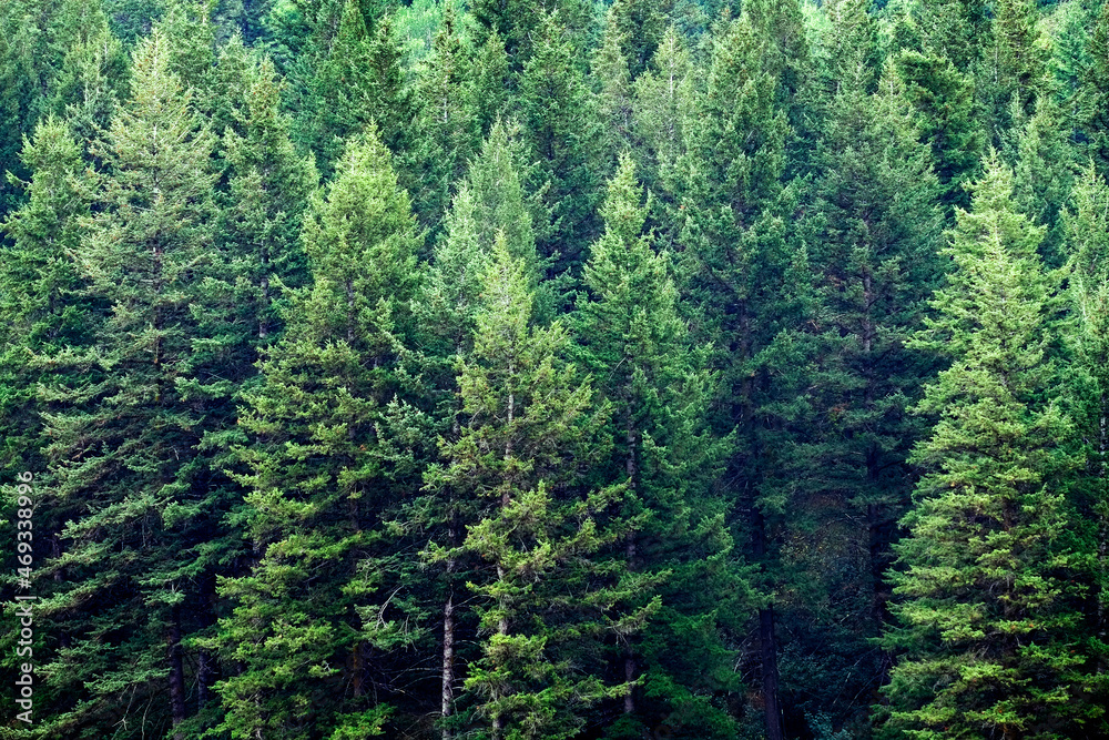 Lush Green Fresh Pine Tree Forest on Mountain Side Forrest Lush Green Fresh Pine Tree Forest on Mountain Side Forrest
