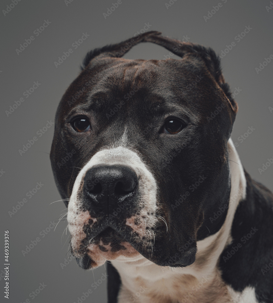 Purebred dog staffordshire bullterrier breed isolated on gray