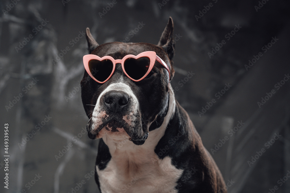 Stylish purebred bullterrier dog with heart shaped sunglasses Stylish purebred bullterrier dog with heart shaped sunglasses