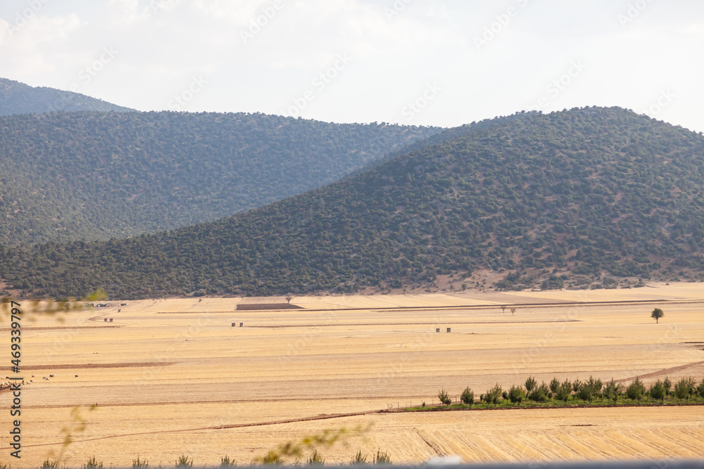 Yellow dry valley with freshly harvested hay bales, other green fields, mountains and blue sky. Dots of dark green tree foliage. Agriculture and farming in Turkey