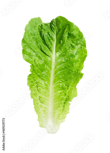 One leaf of green lettuce isolated on white background.