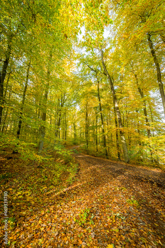 Beautiful autumn trees, golden autumn © Z Fiedler