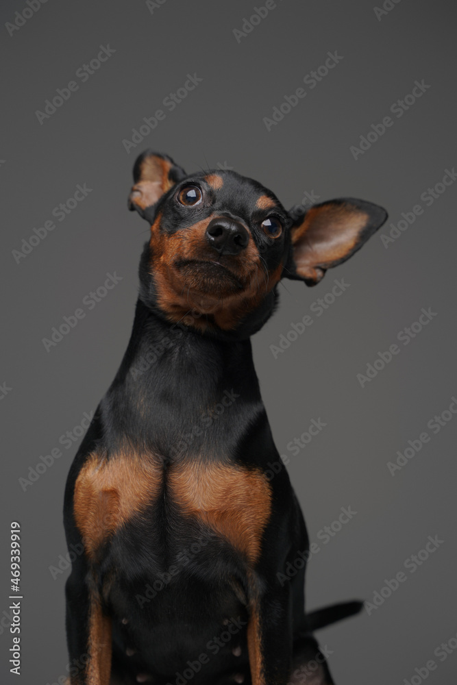 Long eared black doggy posing against gray background