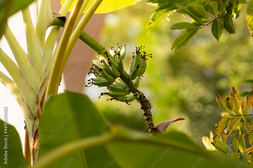 Fototapeta premium Young banana in garden. Growing banana with natural background.