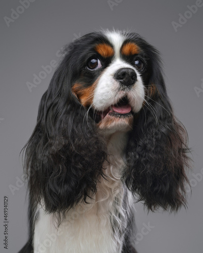 Canvas Print Domestic canine animal cavalier king charles spaniel breed