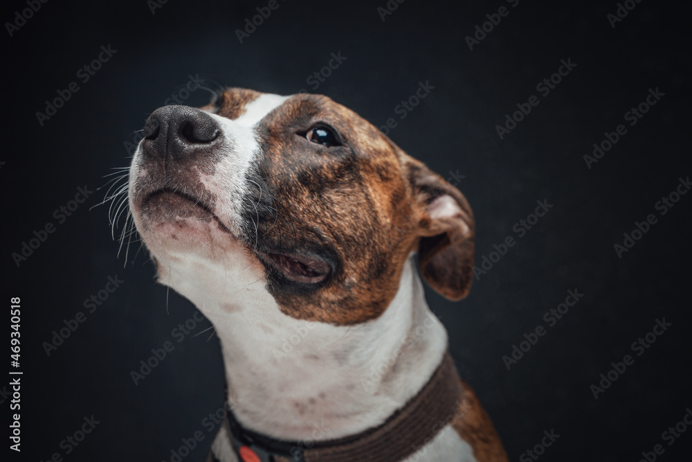 Portrait of cute american dog against dark background