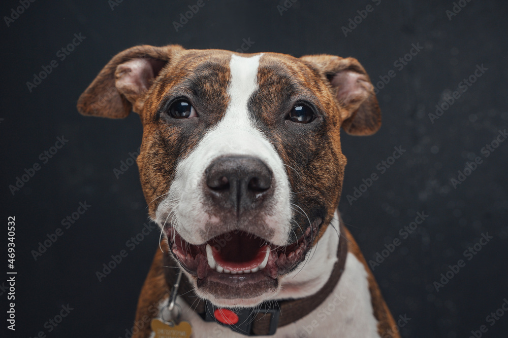 Joyful staffordshire terrier dog posing against dark background Joyful staffordshire terrier dog posing against dark background