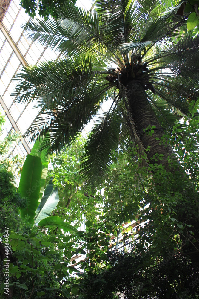 Obraz premium Wide palm leaves provide shade and coolness in the rainforest