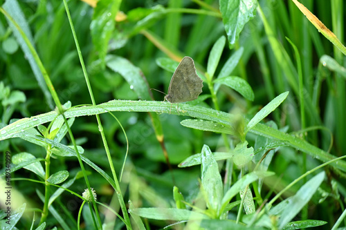 the small beautiful brown butterfly hold on green grass leaf with plant over out of focus green brown background.