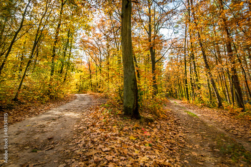 Beautiful autumn trees, golden autumn © Z Fiedler