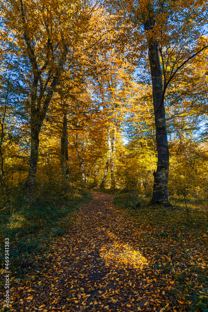 Naklejka premium Autumn colors in the forest in November