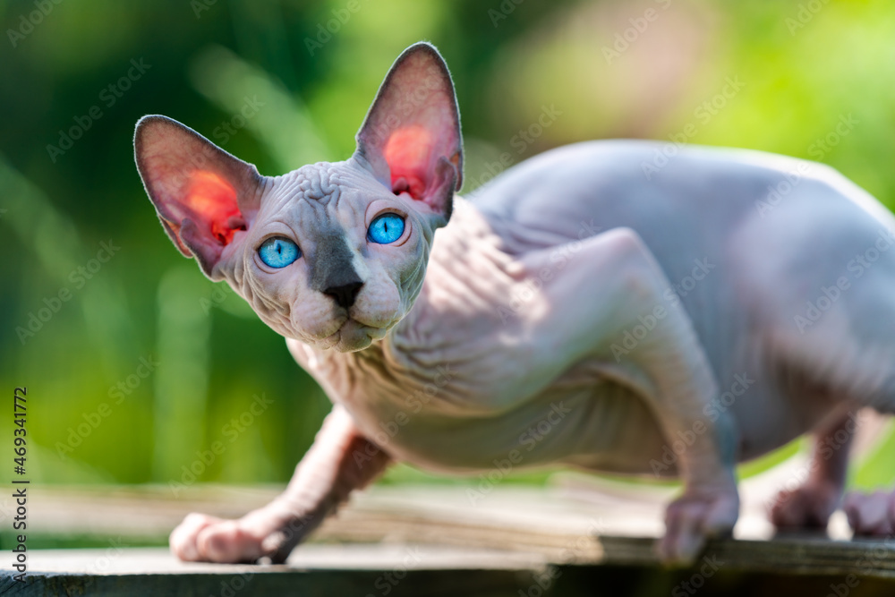 Sphynx Cat of blue mink and white color walking on outdoors playground of boarding kennel. Male kitty of 4 months old with blue eyes, translucent ears in sun looking at camera. Selective focus.