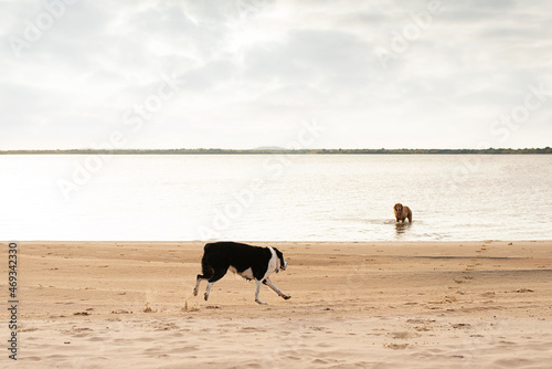 Dog Running On Beach Nature Fresh Air Sea Sand Water Lake Pond Sky Trees Mammal Happy pet