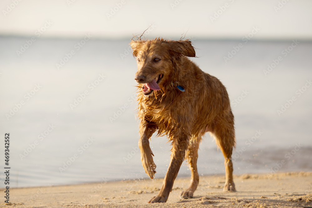 Dog Running On Beach Nature Fresh Air Sea Sand Water Lake Pond Sky Trees Mammal Happy pet