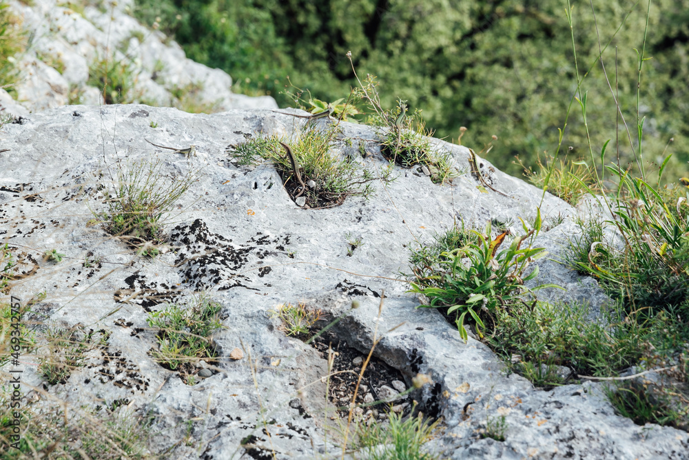wild lizards on rocks in the mountains hunting wild lizards on rocks in the mountains hunting