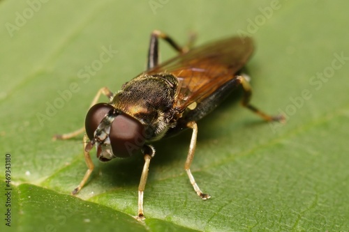 lesser bulb fly Eumerus strigatus