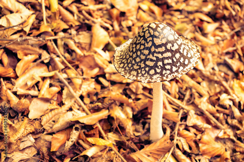 Poisonous funghi in the autumn forest