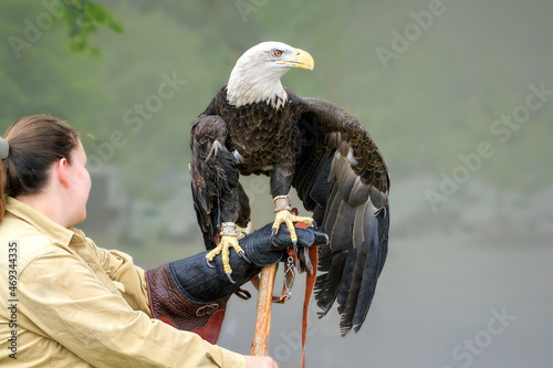 Canvas Print American bald eagle  in captivity  going through rehabilitation from injury, tethered and standing on a leather glove