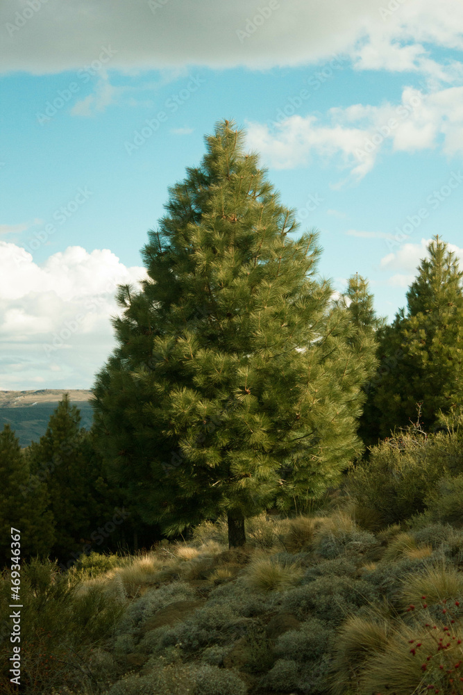 Neuquen-Alumine