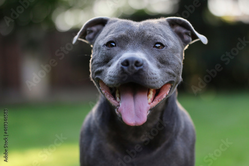 Принти на полотні Close-up Portrait of Smiling English Staffordshire Bull Terrier in the Garden
