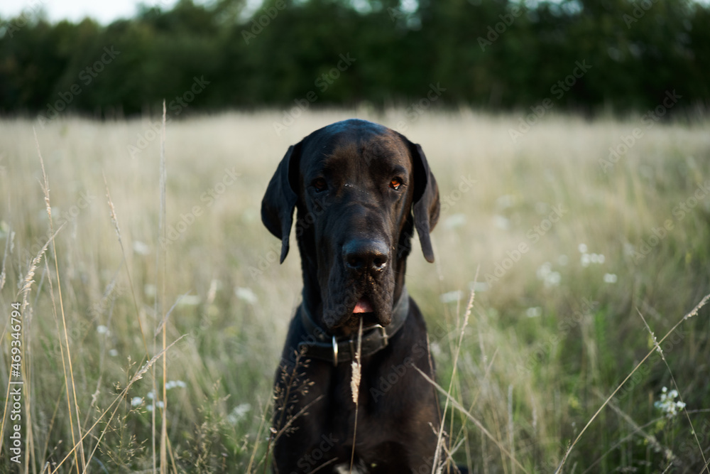 black purebred dog in a field outdoors summer black purebred dog in a field outdoors summer
