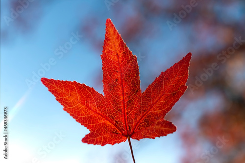 Leaf of American sweetgum (Liquidambar styraciflua), or storax with sharply pointed palmate lobes in autumn season. Colorful translucent red foliage back lit by low november sun with blurred blue sky. photo