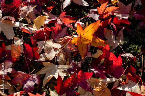 Leaves of American sweetgum (Liquidambar styraciflua), or storax with sharply pointed palmate lobes in autumn season. Colorful translucent foliage on the ground back lit by low november sun. photo