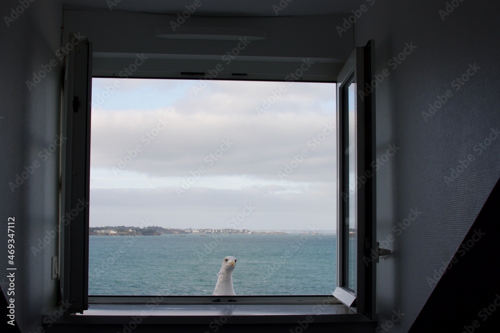 Seagull at the window looking inside the room Seagull at the window looking inside the room