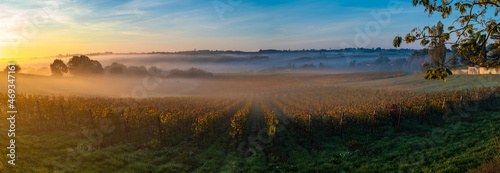 Bordeaux Vineyard at sunrise in autumn, Entre deux mers, Langoiran, Gironde