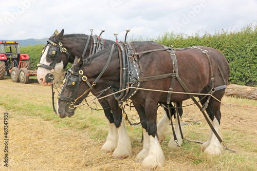  team of Shire horses 