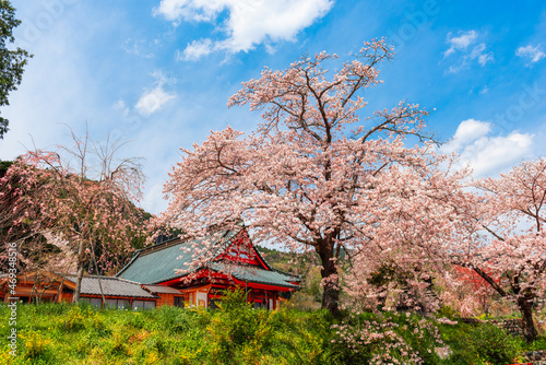 Kotokuji Temple, Shizuoka, Japan in Spring photo