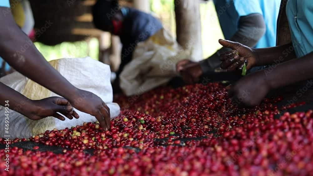 group of African workers are sorting fresh beans at coffee washing station. High quality footage